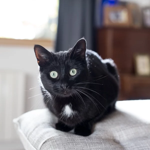 Ebene, chat adopté via Les ti'chats