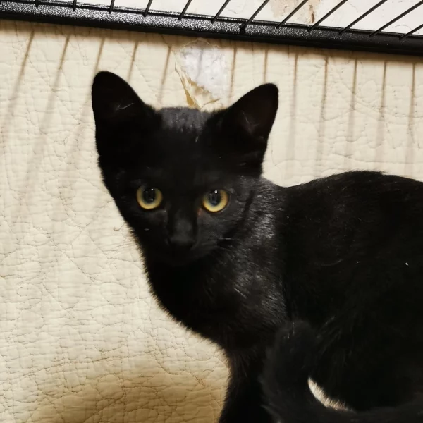 Ecureuil, chat adopté en 2022 grâce aux ti'chats