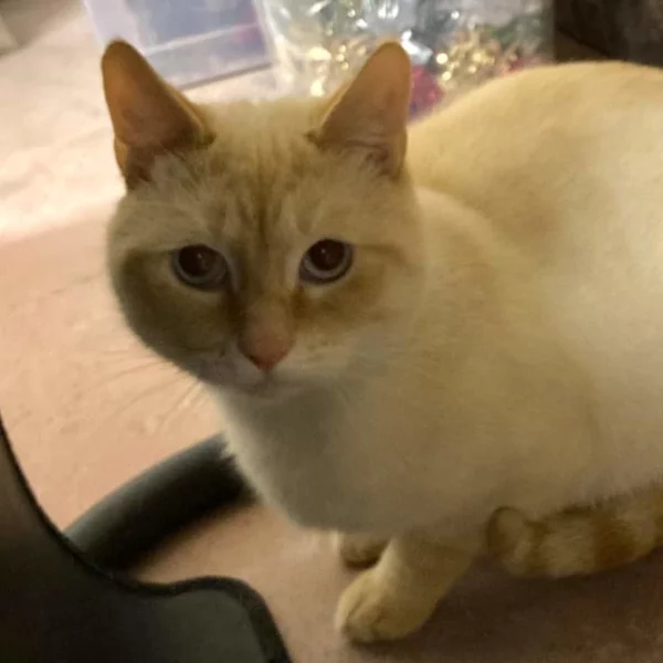 Edward, chat adopté en 2022 grâce aux ti'chats