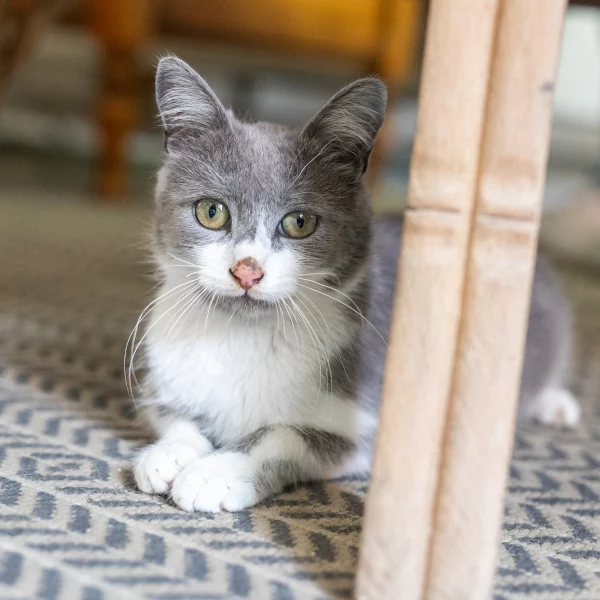 Egea, chat adopté via Les ti'chats