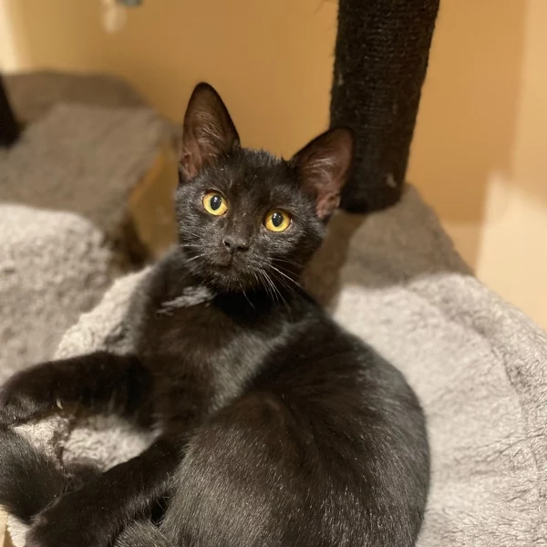 Egerie, chat adopté en 2022 grâce aux ti'chats