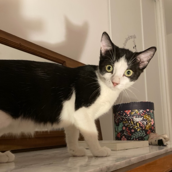 lestichats-eglantine