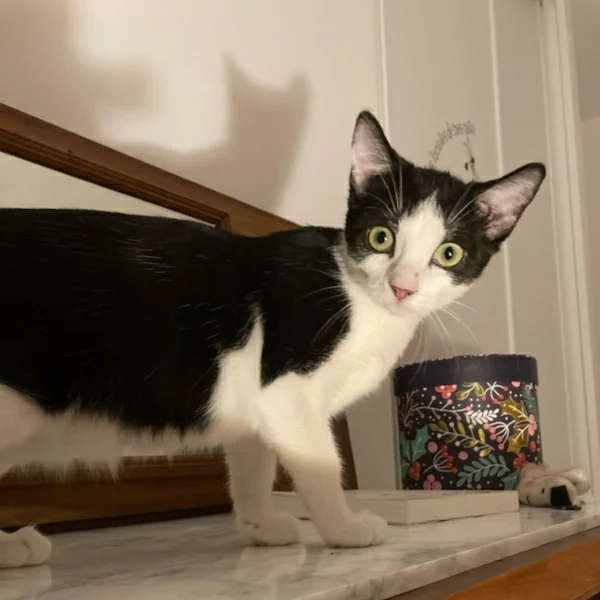 Eglantine, chat adopté via Les ti'chats