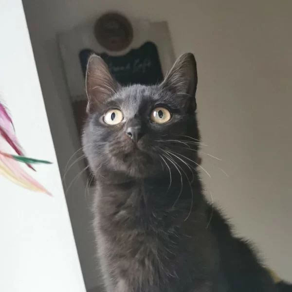 Elaine, chat adopté en 2022 grâce aux ti'chats