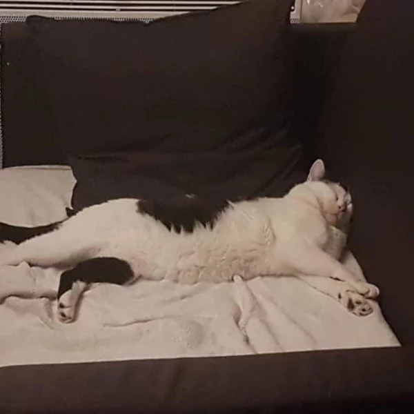 Eliot, chat adopté via Les ti'chats