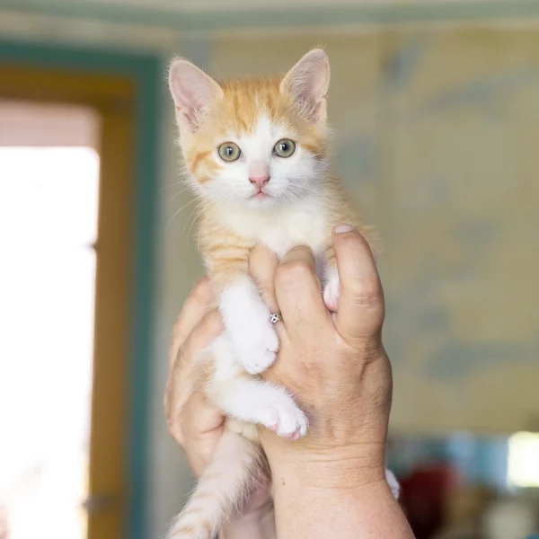 Eowyn, chat adopté via Les ti'chats