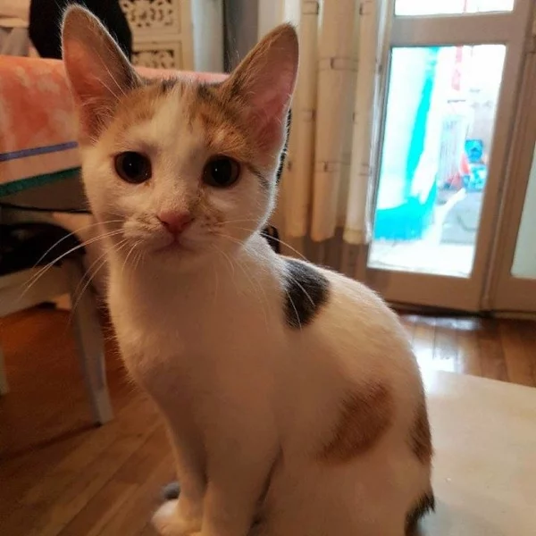 Fantome, chat adopté via Les ti'chats