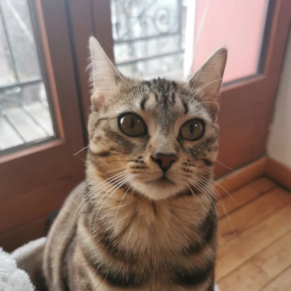 Fendi, chat adopté en 2022 grâce aux ti'chats
