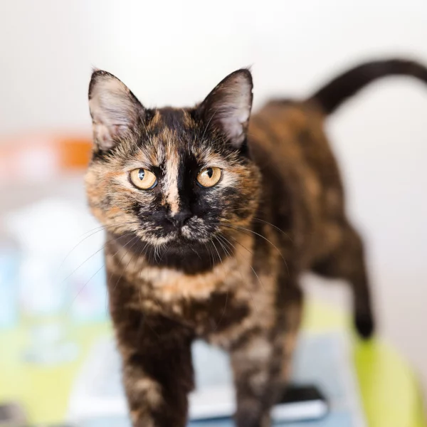 Fiby, chat adopté en 2020 grâce aux ti'chats