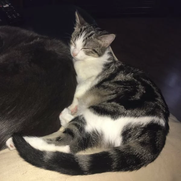 Fiora, chat adopté via Les ti'chats