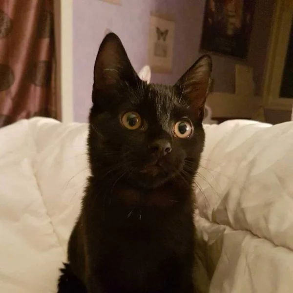 Flash, chat adopté via Les ti'chats