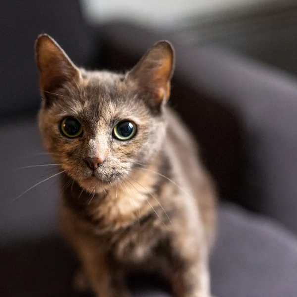 Flashy, chat adopté via Les ti'chats
