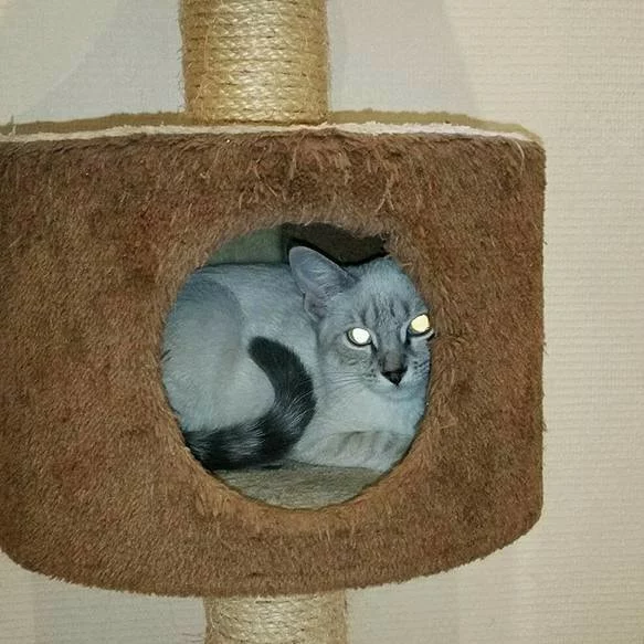 Flocon, chat adopté via Les ti'chats