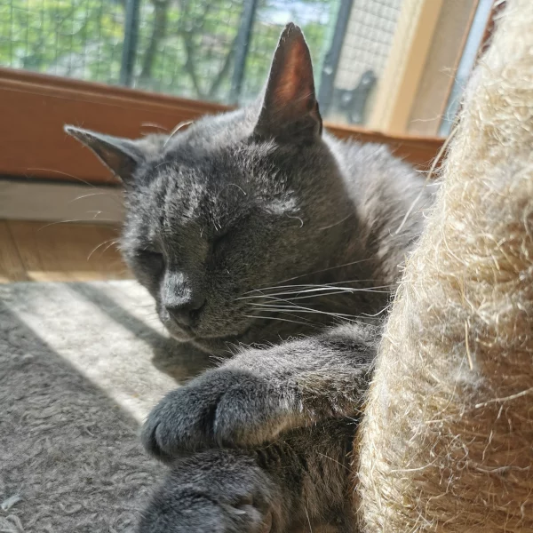 Floyd, chat adopté via Les ti'chats