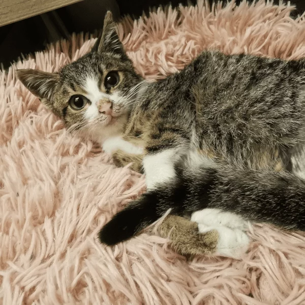Frattura, chat adopté en 2023 grâce aux ti'chats
