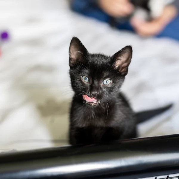 Gaia, chat adopté via Les ti'chats