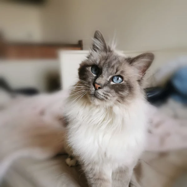Gamin, chat adopté en 2022 grâce aux ti'chats