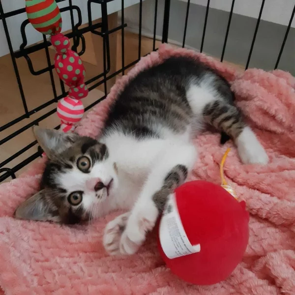 Gaston, chat adopté via Les ti'chats