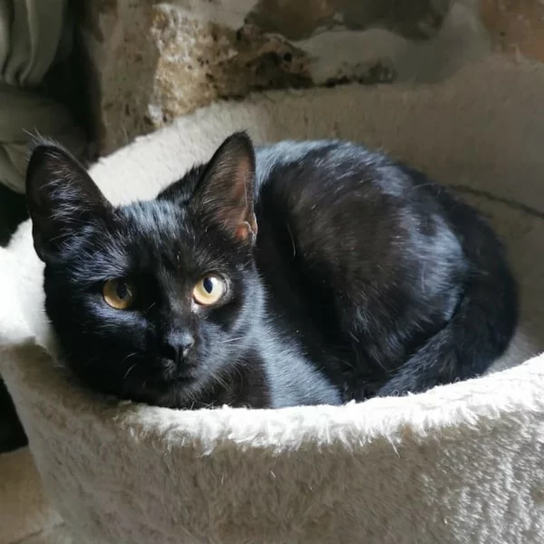 Ghibli, chat adopté en 2022 grâce aux ti'chats