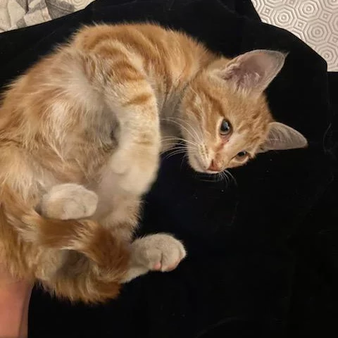 Ginger, chat adopté en 2022 grâce aux ti'chats