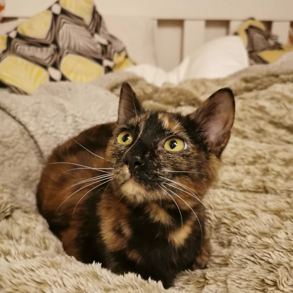 Ginny, chat adopté via Les ti'chats