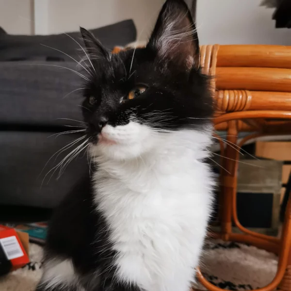 Gipsy, chat adopté en 2020 grâce aux ti'chats
