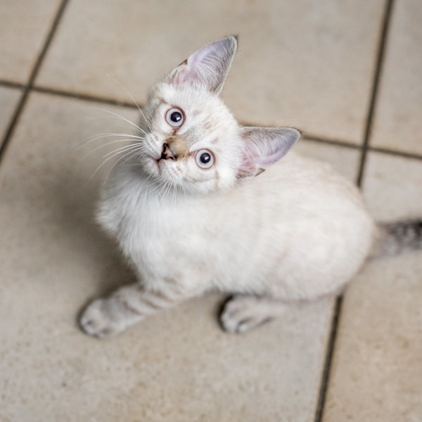 lestichats-gnavelle-axiane