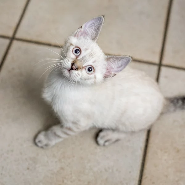 Gnavelle, chat adopté via Les ti'chats