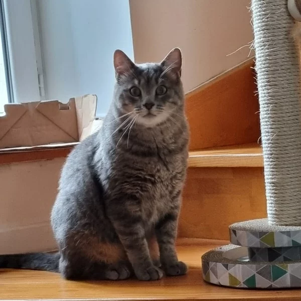 Gonzo, chat adopté en 2022 grâce aux ti'chats