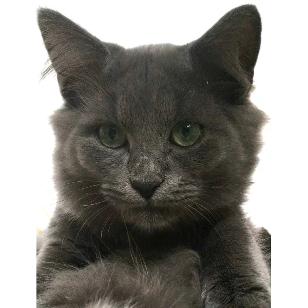 Graphite, chat adopté via Les ti'chats