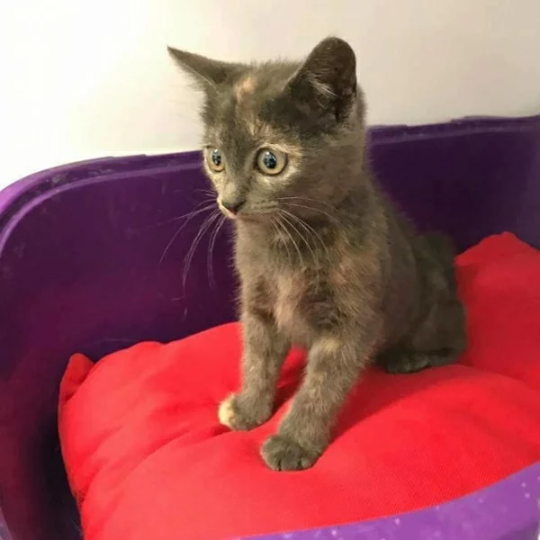 Gray, chat adopté via Les ti'chats