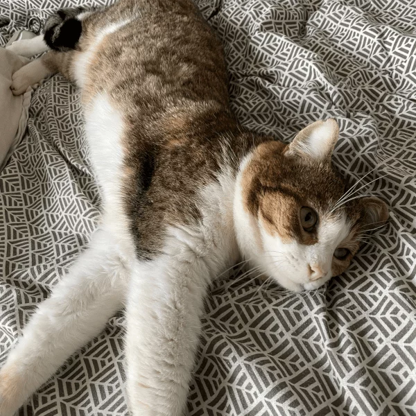 Griffin, chat adopté en 2023 grâce aux ti'chats