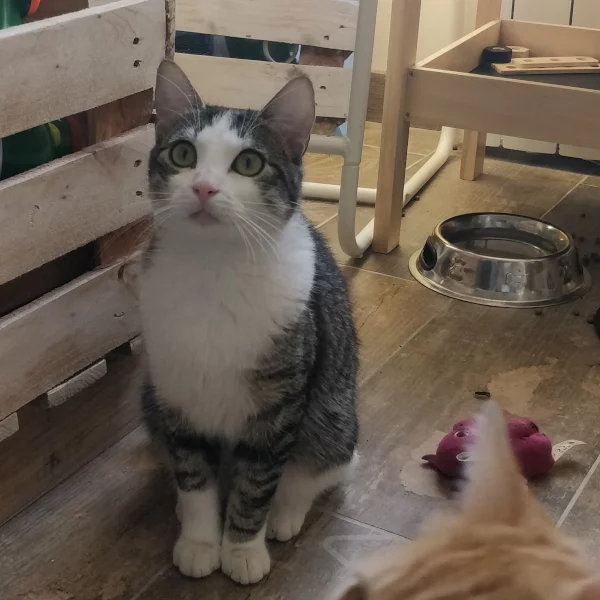 Grimsby, chat adopté via Les ti'chats