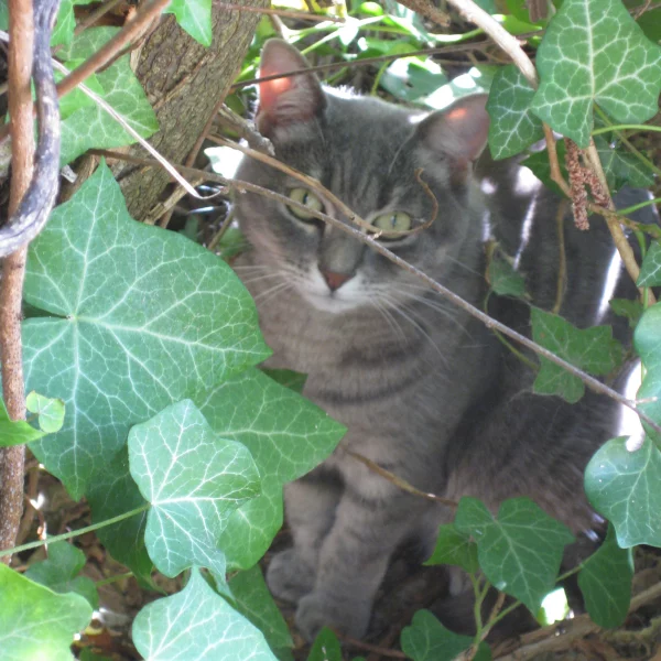Grisette, chat adopté via Les ti'chats