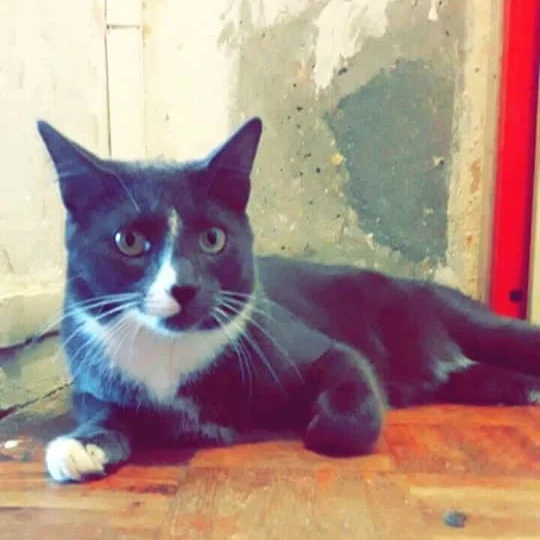 Grisou, chat adopté via Les ti'chats