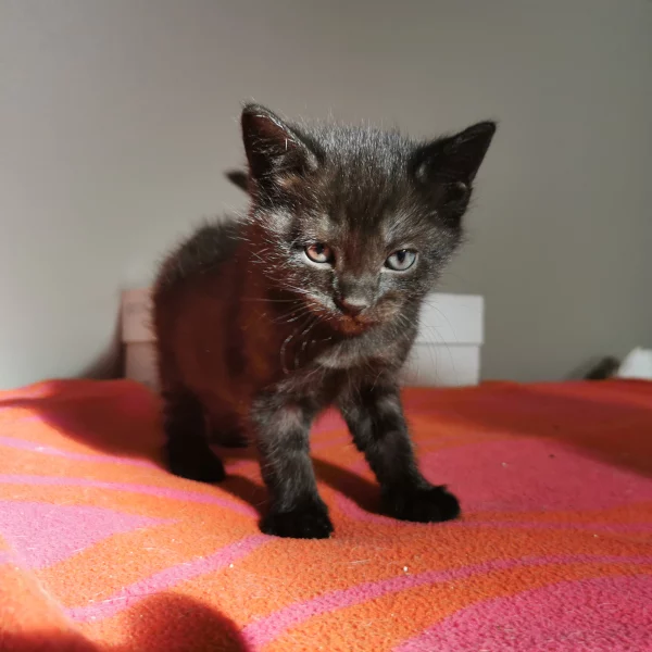 Gucci, chat adopté en 2022 grâce aux ti'chats
