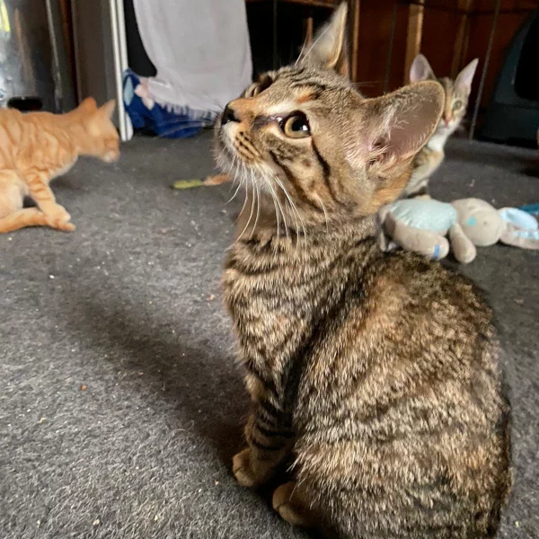 Guenievre, chat adopté via Les ti'chats