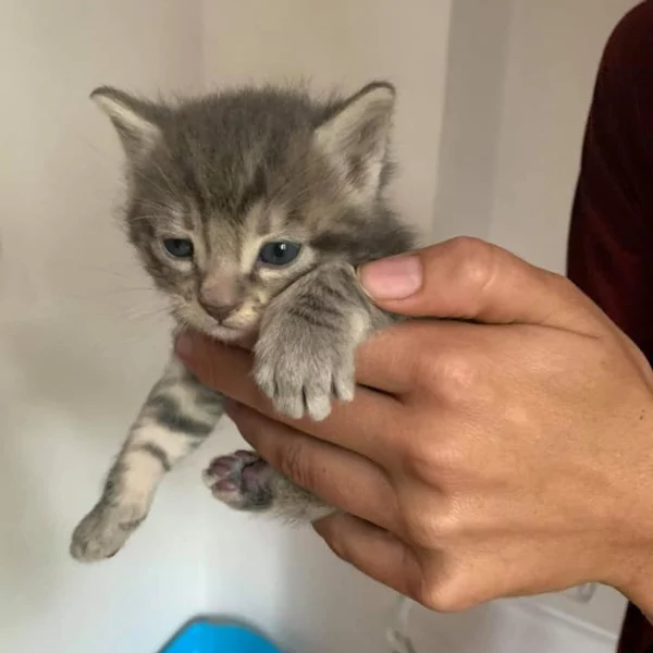 Guerlain, chat adopté en 2020 grâce aux ti'chats