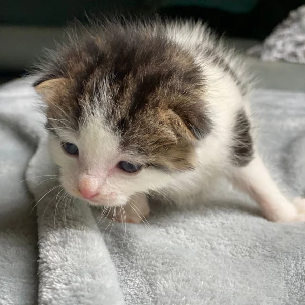 Gus, chat adopté via Les ti'chats