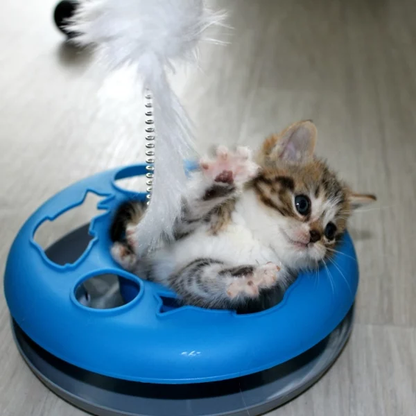 Hansel, chat adopté via Les ti'chats