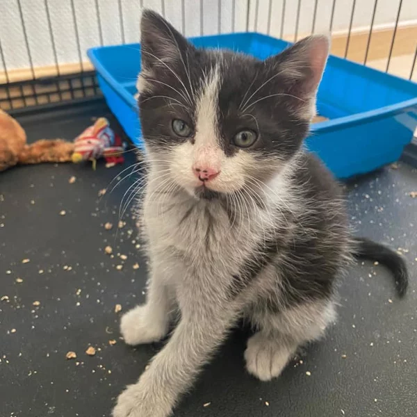 Hao, chat adopté en 2020 grâce aux ti'chats
