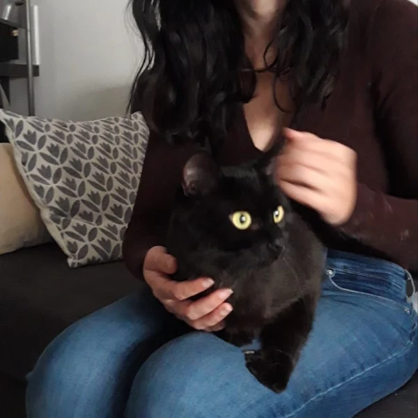 Harley, chat adopté via Les ti'chats
