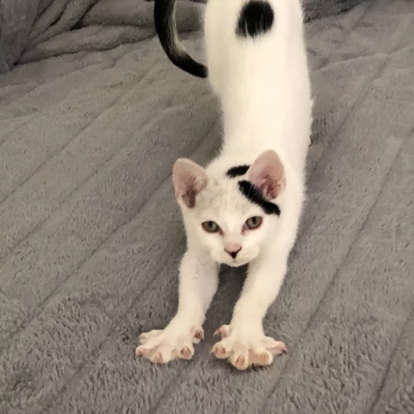 Hazar, chat adopté en 2022 grâce aux ti'chats