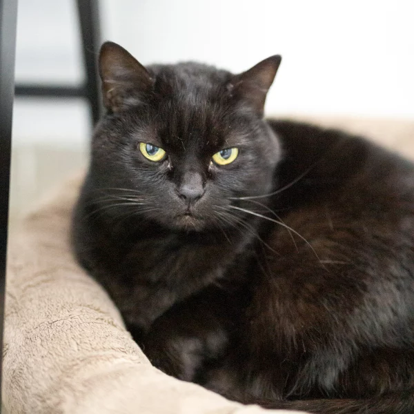 Hector, chat adopté via Les ti'chats