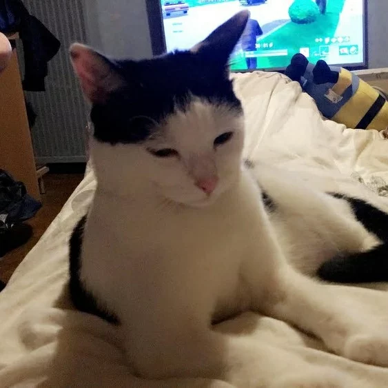 Heidi, chat adopté via Les ti'chats