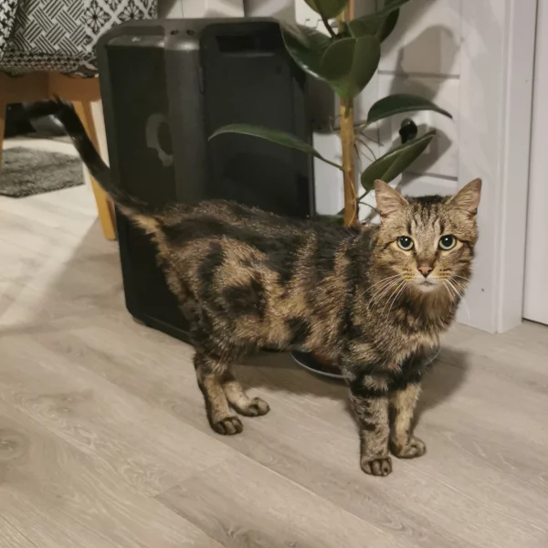 Hendrix, chat adopté en 2022 grâce aux ti'chats