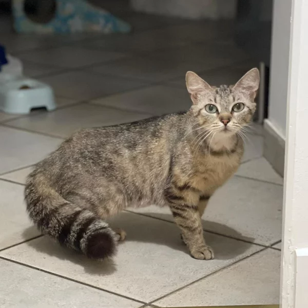Heparine, chat adopté en 2022 grâce aux ti'chats