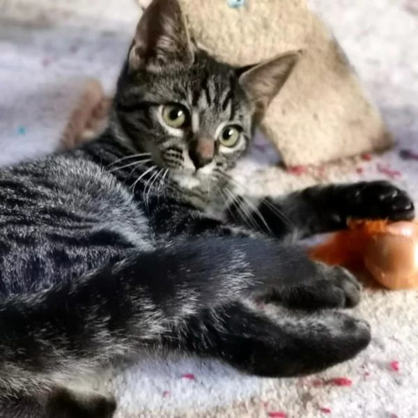Héra, chat adopté en 2020 grâce aux ti'chats
