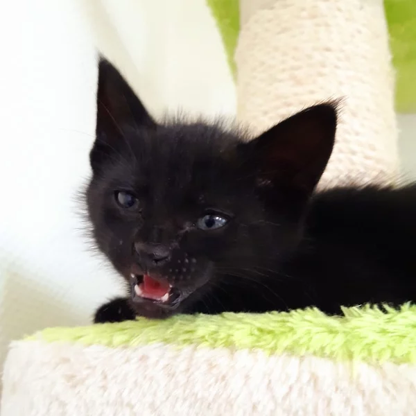 Hercule, chat adopté en 2022 grâce aux ti'chats