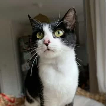 Hinata, chat adopté via Les ti'chats